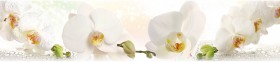 Кухонный фартук КМ 155 Орхидея Капли Цветы в Шарыпово - sharypovo.katalogmebeli.com | фото