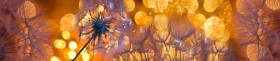 Кухонный фартук Мерцание Одуванчики золотистые 3 серебро в Шарыпово - sharypovo.katalogmebeli.com | фото