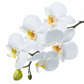 Стол обеденный Танго белый/Орхидея в Шарыпово - sharypovo.katalogmebeli.com | фото 3